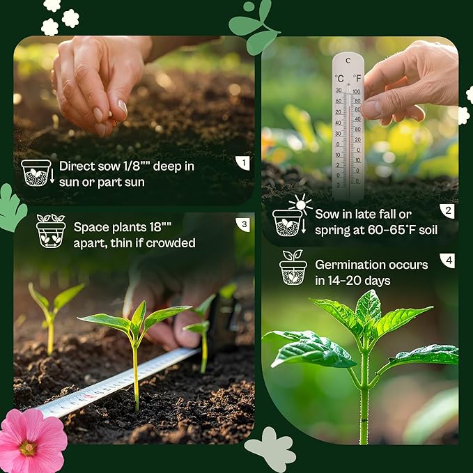 SVI 900 Queen Anne's Lace Seeds for Planting, Bishop's Flower Seed Packets (Ammi majus) - Bullwort, Laceflower, Heirloom & Organic Wildflower, False Annes Lace - Wild Flower Seeds to Plant Outside