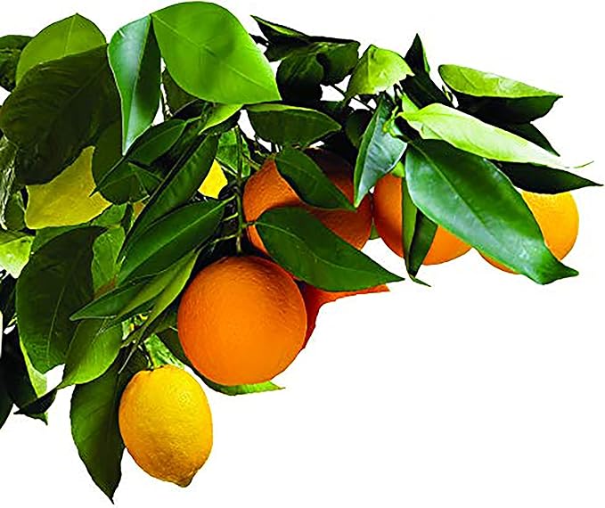 Jobe’s Garden Fertilizer Spikes, Easy Plant Care Slow Release Fertilizer for Fruit and Citrus Plants and Trees, 5 Count