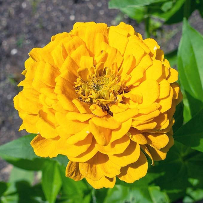 Seed Needs Zinnia Seeds for Planting Canary Bird Yellow Zinnias - Heirloom & Open Pollinated Annual Cut Flowers for a Butterfly Garden (1 Pack)