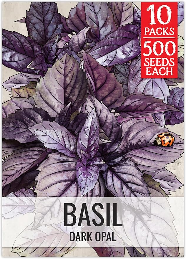 Seed Needs Opal Basil Seeds for Planting Red Basil Plants - Non-GMO Heirloom & Untreated Herb Seeds to Plant an Indoor or Outdoor Culinary Kitchen Garden (10 Packs)