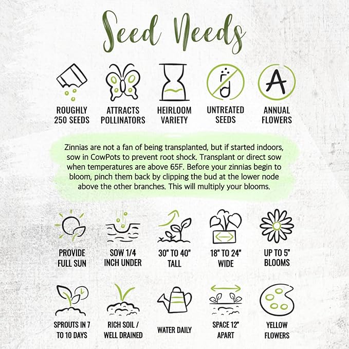Seed Needs Zinnia Seeds for Planting Canary Bird Yellow Zinnias - Heirloom & Open Pollinated Annual Cut Flowers for a Butterfly Garden (5 Packs)