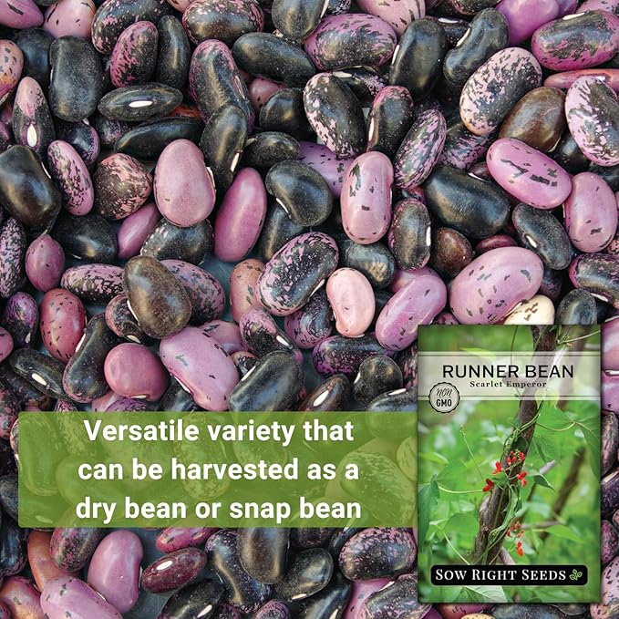 Sow Right Seeds - Scarlet Emperor Runner Bean Seeds for Planting - Non-GMO Heirloom Packet with Instructions to Plant & Grow an Outdoor Home Vegetable Garden - Tall and Fast Growing Vining (2)