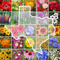 Eden Brothers Texas Wildflower Mixed Seeds for Planting, 5 lb, 2,400,000+ Seeds with Cornflower, Birds Eyes, African Daisy, Attracts Pollinators, Plant in Spring or Fall, Zones 3, 4, 5, 6, 7, 8, 9, 10