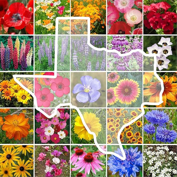 Eden Brothers Texas Wildflower Mixed Seeds for Planting, 1 lb, 480,000+ Seeds with Cornflower, Birds Eyes, African Daisy | Attracts Pollinators, Plant in Spring or Fall, Zones 3, 4, 5, 6, 7, 8, 9, 10
