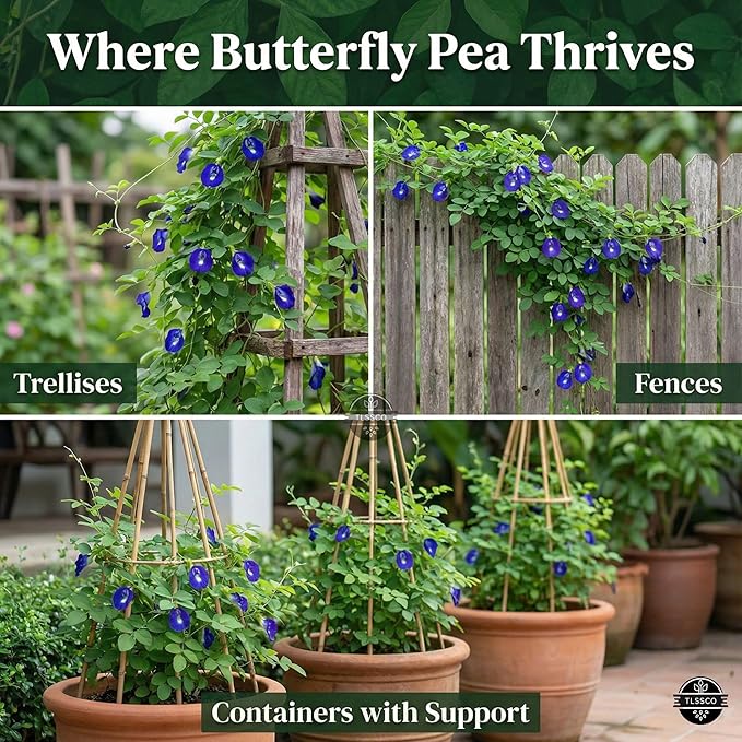 100+ USA Premium Butterfly Pea Flower Seeds for Planting, Non-GMO Seeds, Blue Butterfly Pea Vine (Clitoria Ternatea) Asian Pigeonwings -Tropical Vine Plant - Edible Flower Seeds