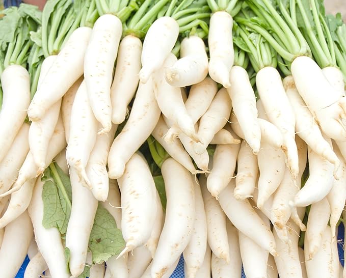 Radish Seeds for Planting – Non-GMO Heirloom Organic Vegetable Seeds – Full Instruction Packets to Plant in Your Home Outdoor Garden – Gardening Gift –100 Daikon Radish Seeds Per Pack (5)