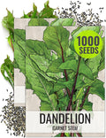 Seed Needs Garnet Stem Dandelion Seeds for Planting - Non-GMO, Heirloom & Untreated Edible Herbs - Grow Your own Food for Tortoises, Rabbits & Bearded Dragons (2 Packs)