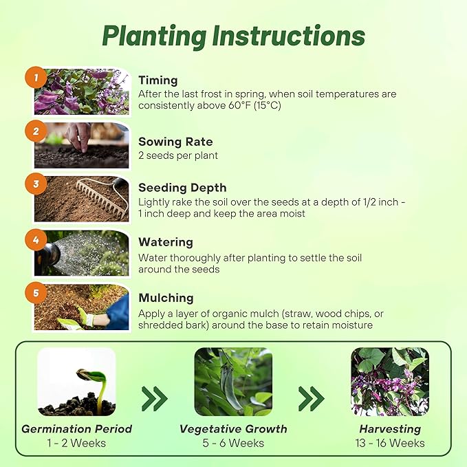 Outsidepride Red Lablab Hyacinth Bean Vine Seeds - 200 Pcs Perennial, Fast Growing Vegetable Seeds for Planting with Fragrant Foliage for Garden & Edible Flower and Pods for Culinary Uses