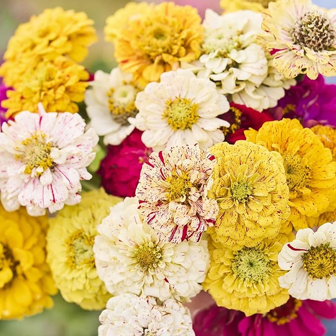 Eden Brothers Zinnia Seeds - Candy Stripe Mixed, Non-GMO Seeds for Planting, 1/4 lb | Low-Maintenance Flower Seeds, Plant During Spring, Zones 3, 4, 5, 6, 7, 8, 9, 10