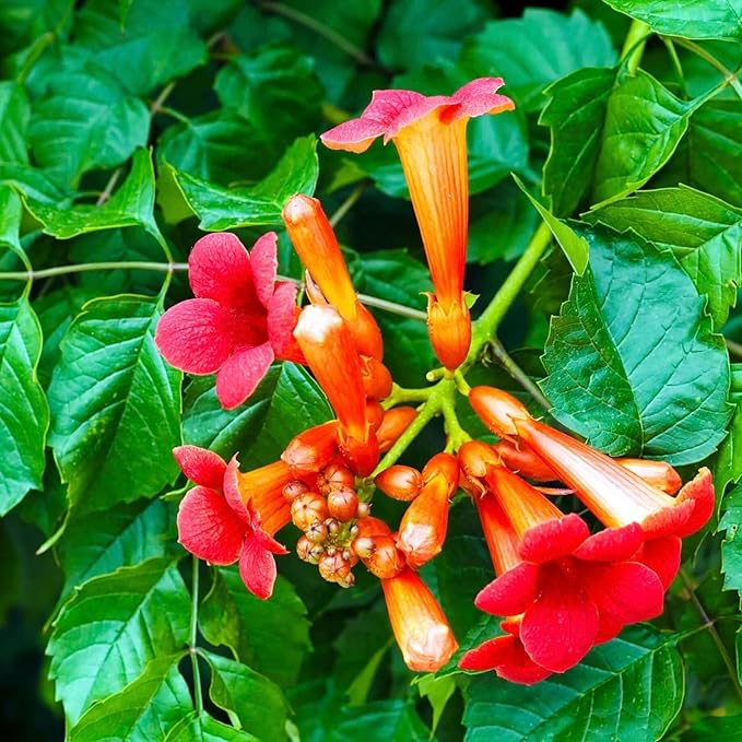 100+Hummingbird Trumpet Vine Plant Seeds-Trumpet Creeper Seeds Non-GMO Heirloom Flower Seed