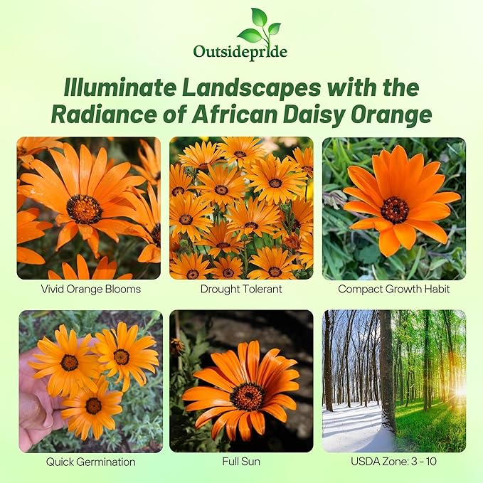 Outsidepride Orange African Daisy Seeds - 2000 Pcs. Annual Flower Seeds for Planting Outdoors with Long-Lasting Blooms, Drought-Tolerant, Easy to Grow for Sunny Gardens & Borders