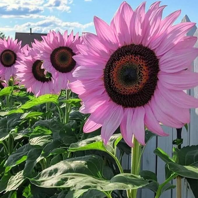 Mix Sunflower Seeds for Planting, 100+pcs Rare Perennial Sunflower Flower Seeds, Non-GMO Heirloom Beauty Flowers Attracts Pollinators for Home Garden Outdoors