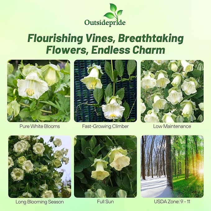 Outsidepride White Cobea Cup and Saucer Vine Seeds - 100 Pcs Perennial Climbing Vine Flower Seeds with Lush Foliage & Large Flowers That Attract Pollinators, for Fences, Trellises, or Walls