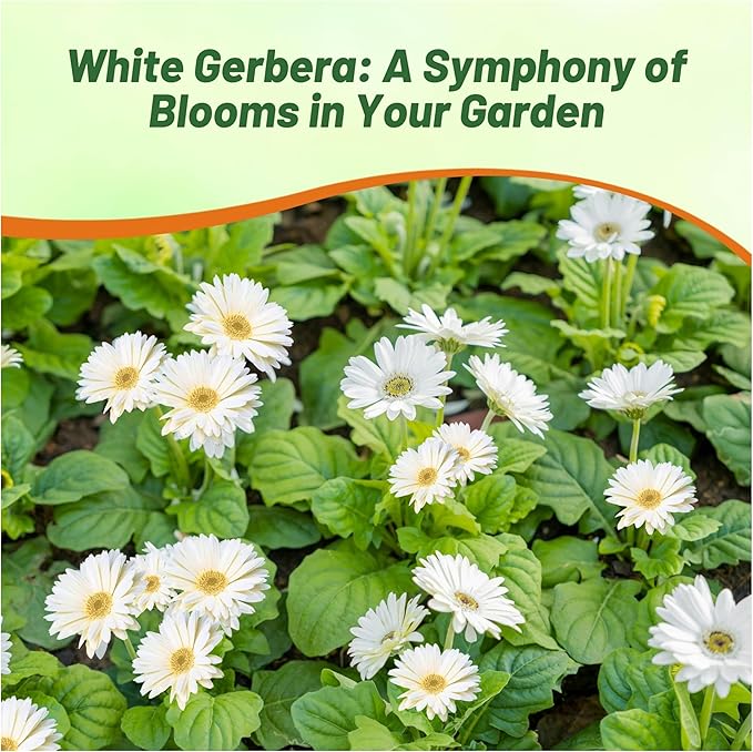 Outsidepride Vanilla Gerbera Seeds - 10 Pcs Perennial, Compact & Low Maintenance, Flower Seeds for Planting w/Vibrant White Blooms, Ideal for Garden Landscaping & Cut Flower Arrangements