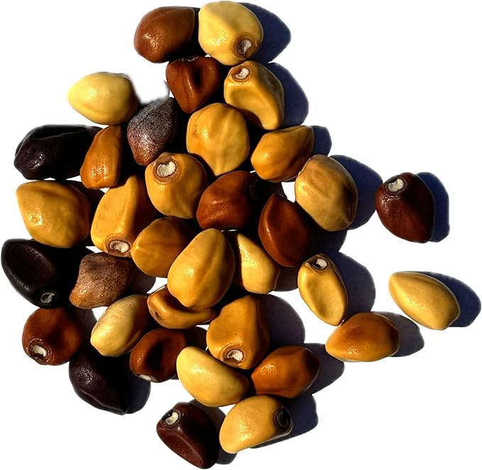Seed Needs Moonflower Seeds for Planting Prolific Summer White Blooms | 1 Ounce Ipomoea Alba Vine Seeds Moonflowers Attract Pollinators with up to 6" Blooms | Bulk Vinning Plant Seeds