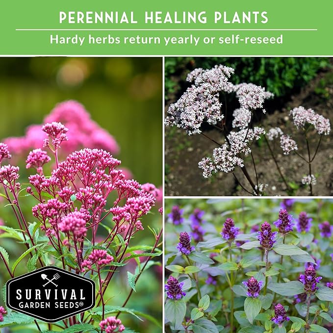 Advanced Medicinal Herb Seeds Collection - Variety Pack for Planting with Plantain, Joe-Pye Weed, St John’s Wort, Valerian, Mugwort - Heirloom Apothecary Herbalist Seed Bundle - Survival Garden Seeds