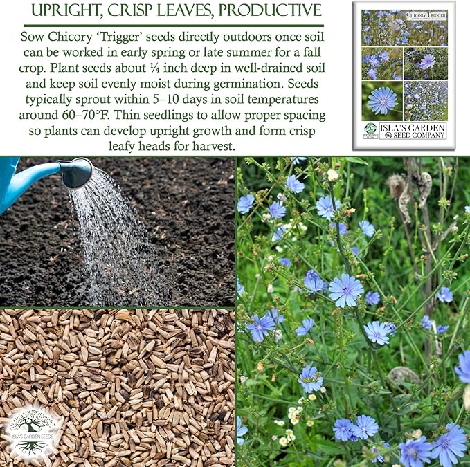 Trigger Chicory Flower Seeds (Cichorium intybus) – 1500+ Heirloom Non-GMO Seeds by Isla’s Garden Seeds, Blue Chicory Wildflower, Pollinator-Friendly Meadow Blooms, Naturalized Landscape Flower, Herb