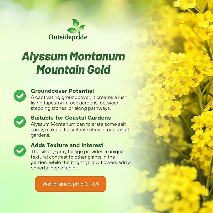 Outsidepride Mountain Gold Alyssum Seeds - 5000 Pcs Perennial, Drought-Tolerant & Pollinator-Friendly Ground Cover Seeds w/Fragrant Yellow Blooms for Low-Growing Xeriscaping & Outdoor Planting