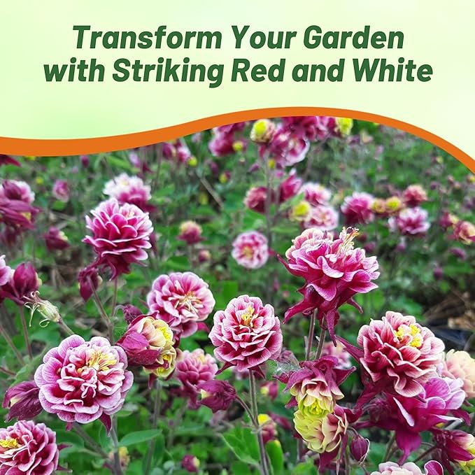 Outsidepride Red White Columbine Seeds - 20 Pcs Perennial, Easy to Grow Flower Seeds for Planting, Suitable for Pollinator-Friendly Garden, Cut Floral Arrangements, Ground Covers, or Borders