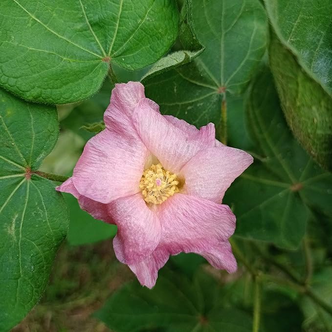 Outsidepride Levant Cotton Seeds - 200 Pcs. Perennial, Easy to Grow & Pollinator Friendly, Flower Seeds for Planting Showy, Vibrant Mixed Blooms with Cotton Pods for Shrub Gardens & Versatile Uses