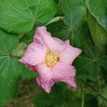 Outsidepride Levant Cotton Seeds - 100 Pcs. Perennial, Easy to Grow & Pollinator Friendly, Flower Seeds for Planting Showy, Vibrant Mixed Blooms with Cotton Pods for Shrub Gardens & Versatile Uses