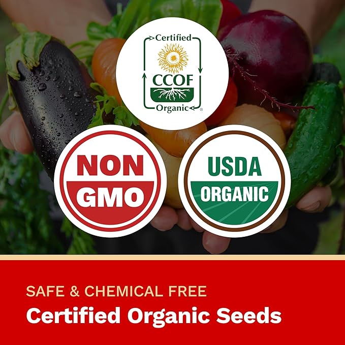 The Harvest Company Organic Black Beauty Zucchini Seeds – USDA & CCOF Certified Organic, Non-GMO, Open-Pollinated Heirloom Vegetable Seeds for Indoor & Outdoor Gardening (25 Seeds)