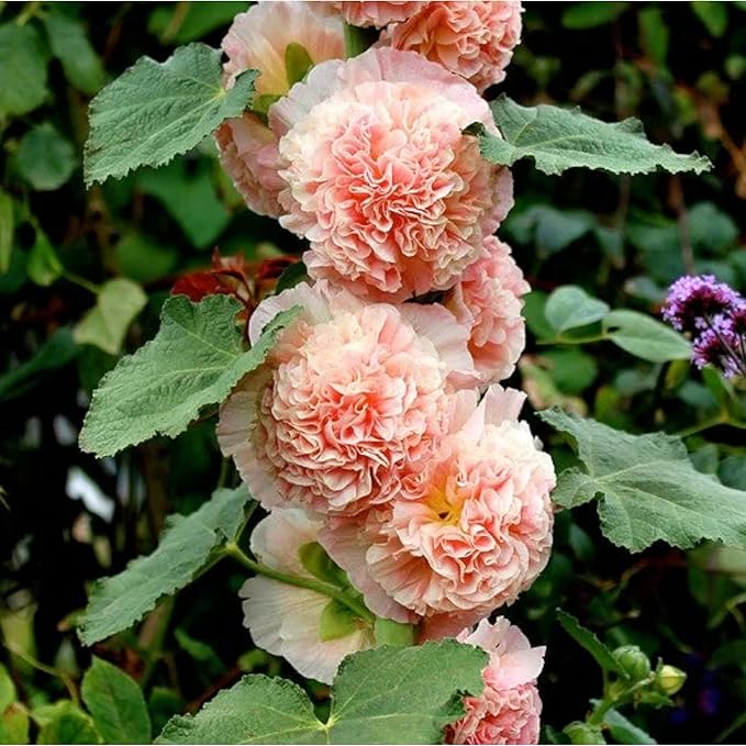 100 Double Hollyhock Seeds – Multicolor Heirloom Perennial Blooms, Ideal for Borders and Cottage Gardens