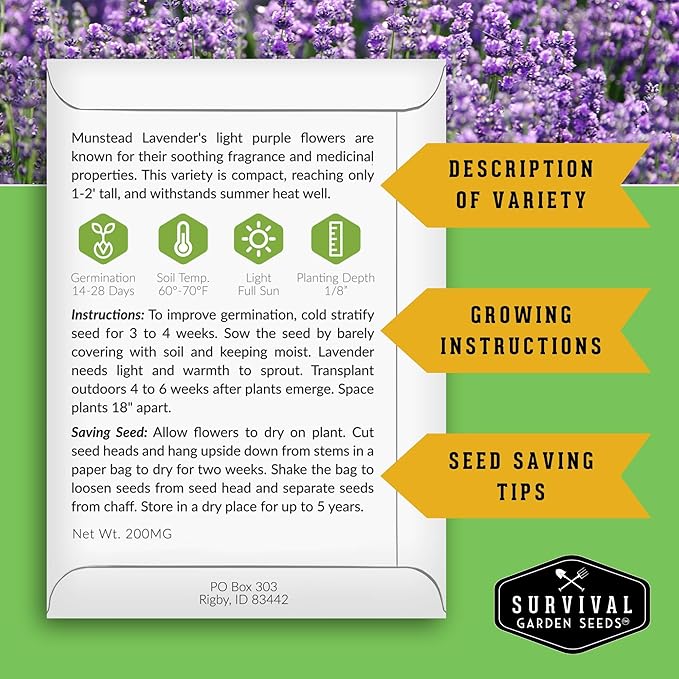 Munstead English Lavender Seeds for Planting – Compact Dwarf Hardy Perennial Herb for Indoor or Outdoor Gardens, Culinary & Fragrant Pollinator Flower - Survival Garden Seeds (1 Pack)
