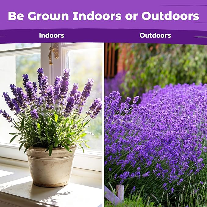 7,000+ Lavender Seeds Large Non GMO 3/4 Ounce Packet English Lavender Seeds- Heirloom Seeds Lavandula Angustifolia Wildflower Seed for Planting Indoor/Outdoor, High Germination