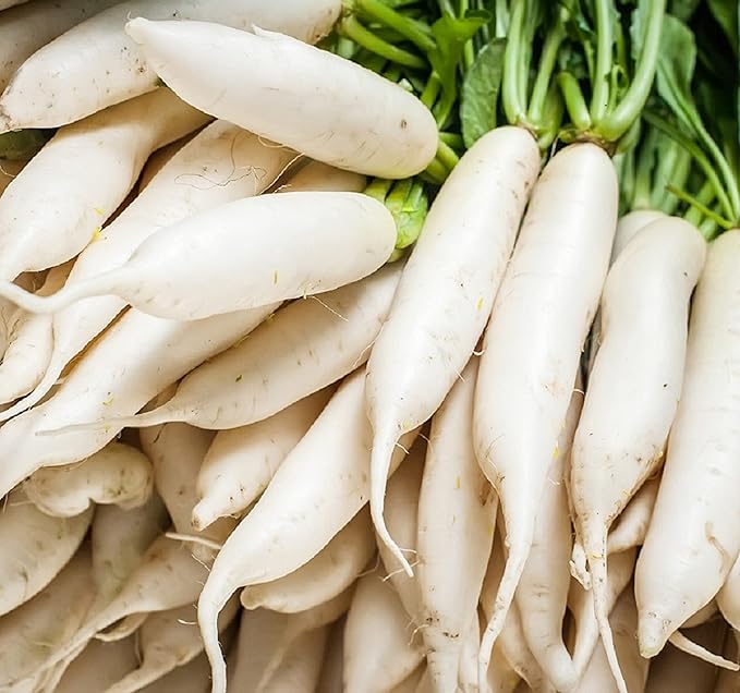 Radish Seeds for Planting – Non-GMO Heirloom Organic Vegetable Seeds – Full Instruction Packets to Plant in Your Home Outdoor Garden – Gardening Gift –100 Daikon Radish Seeds Per Pack (5)