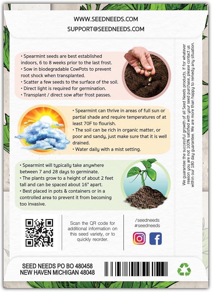 Seed Needs Mint Seeds for Planting Spearmint Herbs - Non-GMO Heirloom & Untreated Perennial Herb Seed to Plant a Home Grown Herb Garden Indoors or Outdoors (5 Packs)