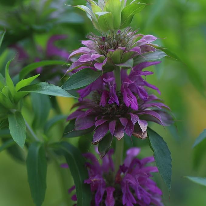 Seed Needs Lemon Mint Seeds for Planting Monarda citriodora Herbs - Grow a Non-GMO Heirloom & Untreated Medicinal Herb Garden Indoors or Outdoors - Popular in Herbal Tea (1 Pack)