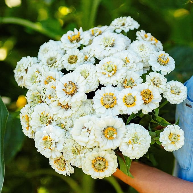 Eden Brothers Zinnia Seeds - Pumila White, Non-GMO Seeds for Planting, Packet | Low-Maintenance Flower Seeds, Plant During Spring, Zones 3, 4, 5, 6, 7, 8, 9, 10
