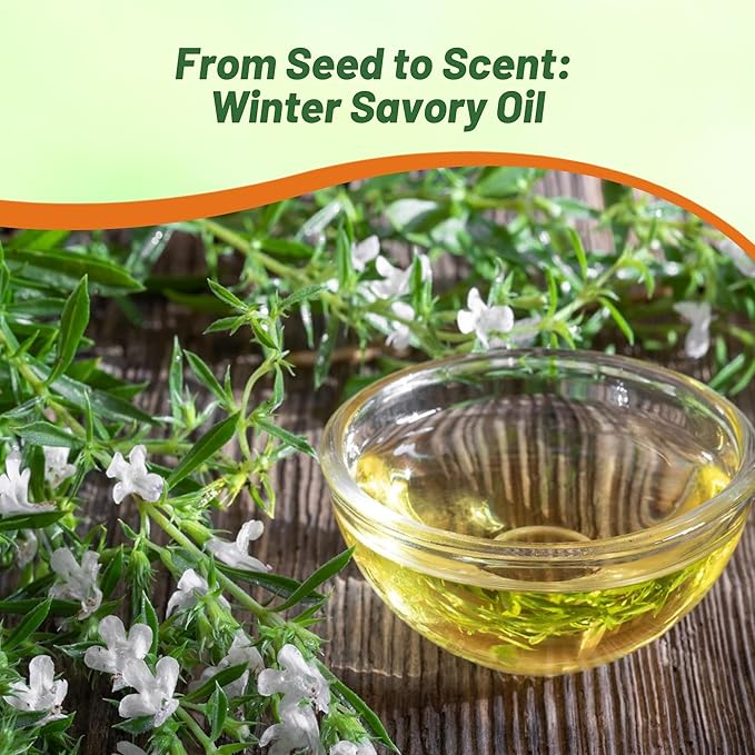 Outsidepride Winter Savory Seeds - 1000 Pcs Perennial Culinary Herb Seeds for Planting with Aromatic Leaves, Drought Tolerant & Compact for Container, Raised Bed, & Kitchen Herb Garden