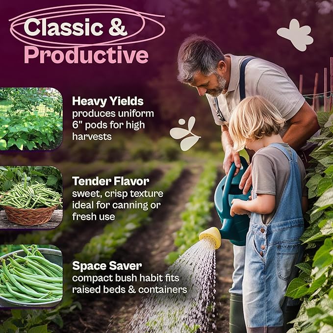 SVI 50 Blue Lake 274 Bush Green Bean Seeds (Phaseolus vulgaris) – Bush Beans Seed Packets, String Beans – Heirloom Vegetable Seeds for Outdoors, Home Garden & Containers