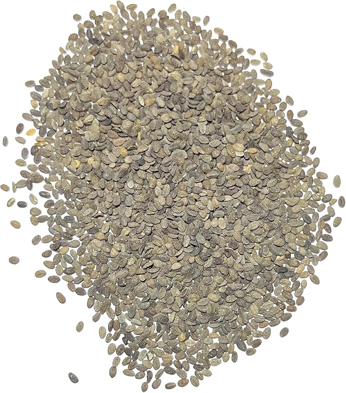Seed Needs Annual Phlox Seeds for Planting a Colorful Mixture of Flowers - Heirloom & Open Pollinated Wildflowers to Attract Butterflies and Other Pollinators to an Outdoor Garden (1 Pack)
