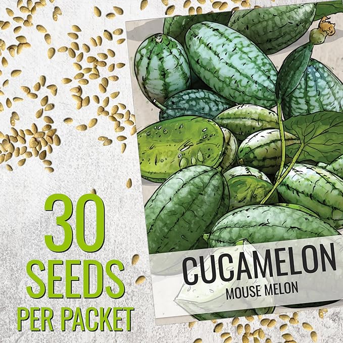Seed Needs Cucamelon Seeds for Planting Mexican Sour Gherkin Miniature Mouse Melons - Non-GMO Heirloom & Untreated - Grow a Home Grown Indoor Outdoor Vegetable Garden (2 Packs)