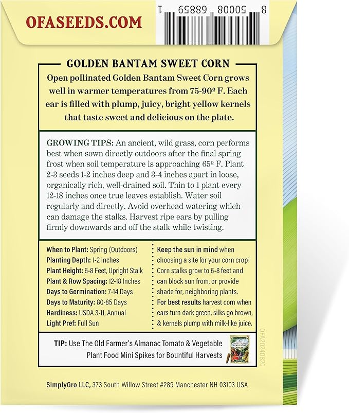 The Old Farmer's Almanac Heirloom Sweet Corn Seeds (Golden Bantam) - Approx 75 Seeds - Non-GMO, Open Pollinated, USA Origin