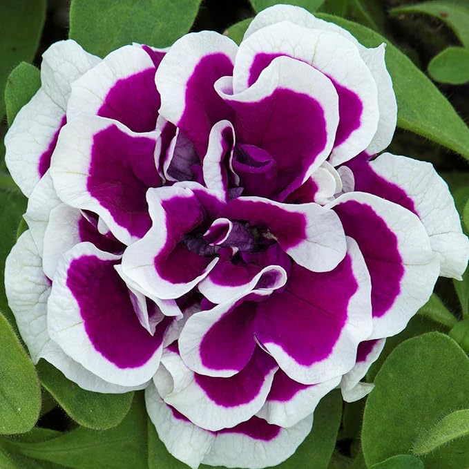 330+Perennial Petunia Double Flower Seed for Planting Outdoor