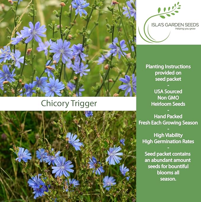 Trigger Chicory Flower Seeds (Cichorium intybus) – 1500+ Heirloom Non-GMO Seeds by Isla’s Garden Seeds, Blue Chicory Wildflower, Pollinator-Friendly Meadow Blooms, Naturalized Landscape Flower, Herb