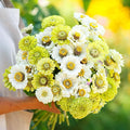 Eden Brothers Zinnia Seeds - Fresh Mix, Non-GMO Seeds for Planting, Packet | Low-Maintenance Flower Seeds, Plant During Spring, Zones 3, 4, 5, 6, 7, 8, 9, 10