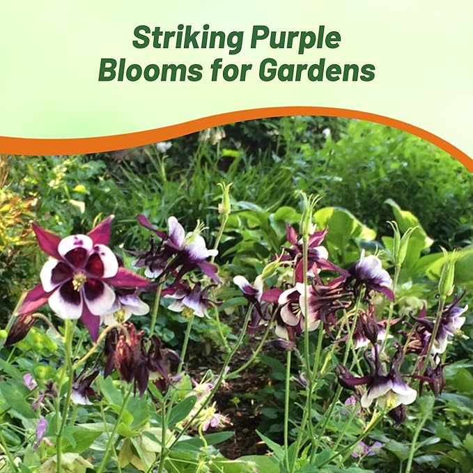 Outsidepride William Guinness Columbine Seeds - 2000 Pcs Perennial, Easy to Grow Flower Seeds for Planting, Suitable for Pollinator-Friendly Garden, Cut Floral Arrangements, Ground Covers, or Borders