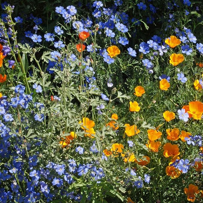 Eden Brothers Native Western Xeriscape Flower Seed Mix