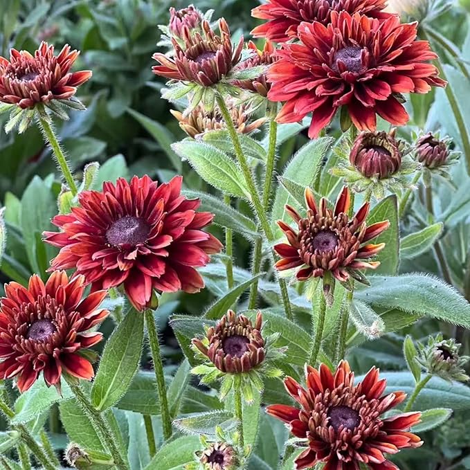 500 Black Eyed Susan Seeds – Rustic Orange & Yellow Rudbeckia Autumn Garden Flower, Heirloom, Non-GMO