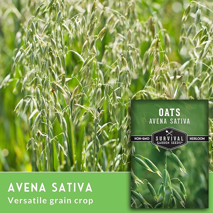 Oat Seeds for Planting – Heirloom Avena Sativa Milky Oats Medicinal Herb & Oatstraw for Tea, Tinctures, and Cover Crops – Heirloom Non-GMO Seeds – Survival Garden Seeds (1 Pack)