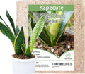 2QT Snake Plant Soil, Organic Sphagnum Moss Fiber Debris Based Potting Soil Mix for Indoor Plants