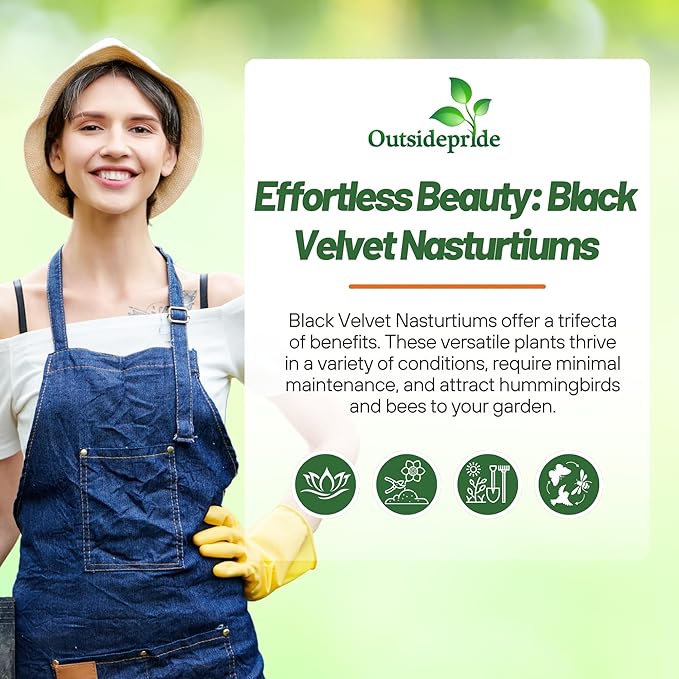 Outsidepride Tom Thumb Black Velvet Nasturtium Seeds - 400 Pcs Annual, Easy to Grow & Versatile, Flower Seeds for Planting Vibrant Blooms, Ideal for Gardens, Borders, and Pollinator Gardens