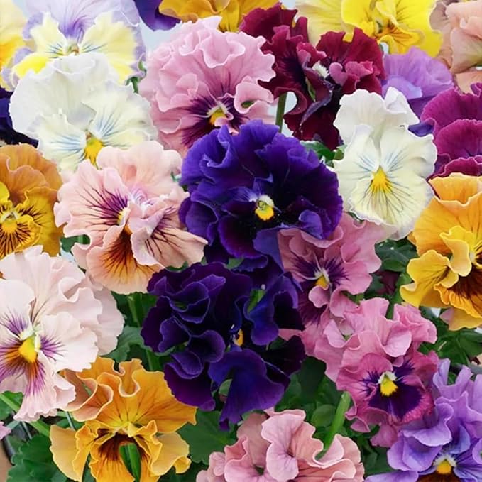 350+ Ruffle Pansy Seeds for Planting - Viola Pansy Seeds Non-GMO Heirloom Flower Seeds Attract Butterflies & Open Pollinated