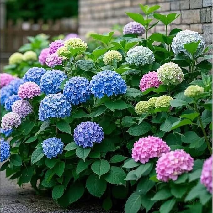 35 Mixed Color Hydrangea Seeds – Blue, Pink & Purple Blooming Flower Seeds for Home Garden Planting, Non-GMO
