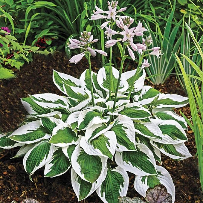 310+ USA Premium Rare Hosta Flower Seed for Planting Outdoors Garden Home Beauties